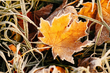 Autumn leaf