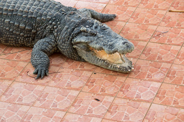 Obraz premium Crocodile show