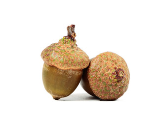 Acorns