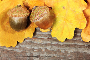 Acorns