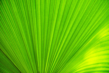 Texture of green leave for your background