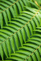 Close up of fern leaves
