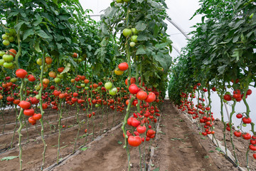 Tomatoes ripening in a greenhouse, Ukraine