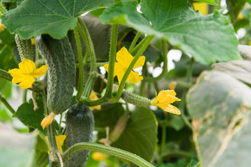 Cucumber ripening in a greenhouse, close-up