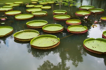 Foto op Plexiglas Waterlelie Grote bladeren van waterlelie