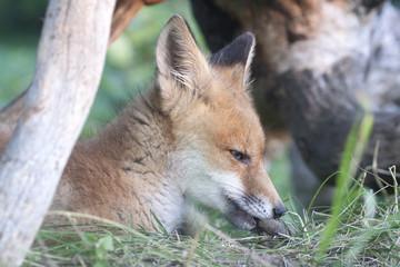 Fox cub gnawing branch