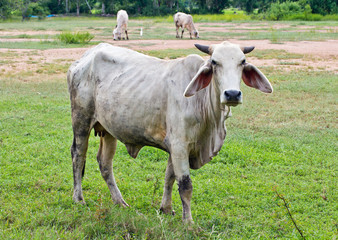 cow grazing on a green meadow