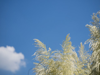 秋の空とパンパスグラスの背景