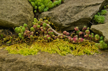 plant rock