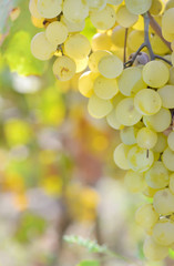 Yellow grapes