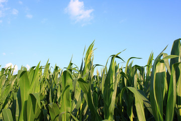 Corn field