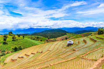 Fototapeta na wymiar Paddy or rice field at Pa Pong Peang in Chiangmai, Thailand
