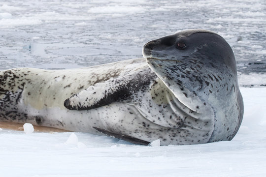 male leopard seal on an ice floe that is turning his head
