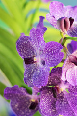purple orchid vanda flowers