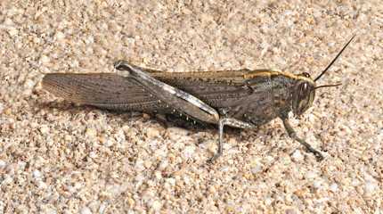 Grasshopper Anacridium aegyptium