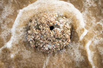 Barnacle on beach.