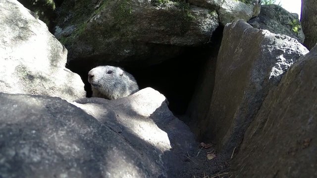 tana con marmotta