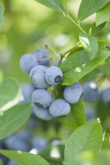 ブルーベリー畑