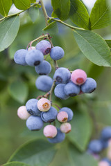 ブルーベリー畑