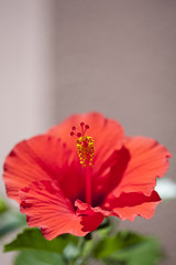 ハイビスカスの花