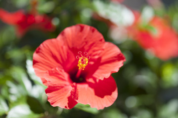 ハイビスカスの花