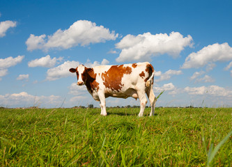 Dutch cow