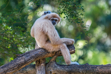 White Cheeked Gibbon or Lar Gibbon