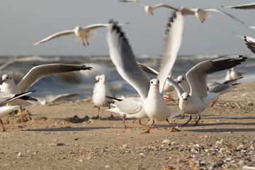 seagulls