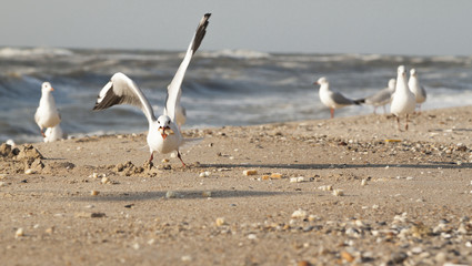 gull eating bread crumbs