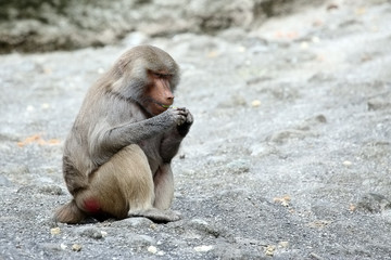 Baboon eating meal