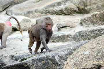 Baboon climbing rocks