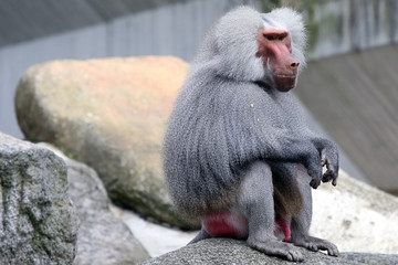 Portrait of a baboon