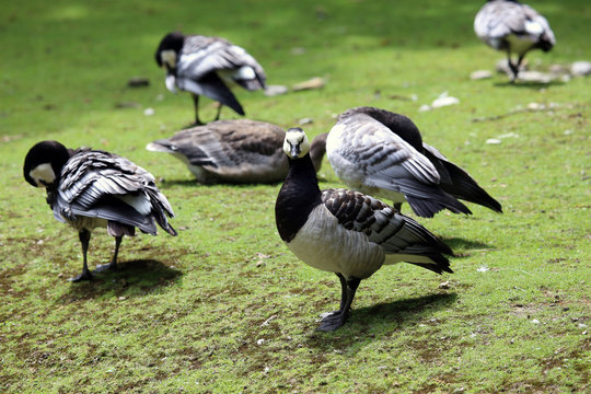 Barnacle Geese on green grass