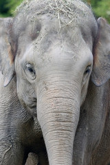 Fototapeta premium African elephant