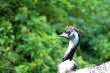 Emu infront of a bush