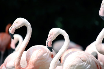 Flamingos on black background