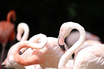 Flamingo bending his neck