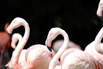 Naklejka premium Flamingos with light pink feathers