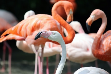 Many flamingos