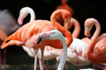 Flamingos