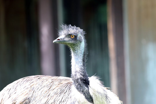 Emu