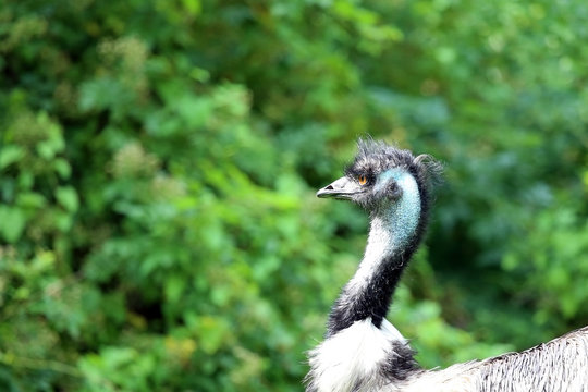 Emu infront of a bush