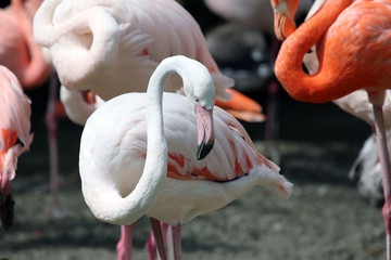 Flamingo looking down