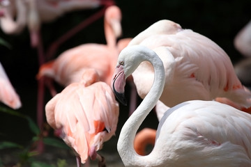 Flamingo standing in a group of flamingos