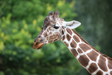 Giraffe looking to the side