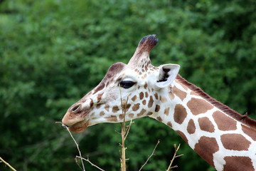 Giraffe chewing on branch
