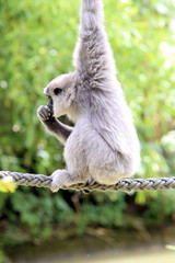 Silvery Gibbon hanging on one arm