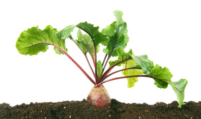 Harvesting. A beet in the earth.