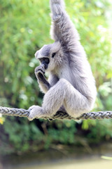 Silvery Gibbon sitting on a rope
