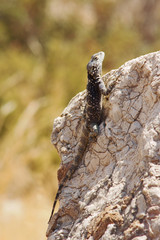 Greek lizard on a rock .